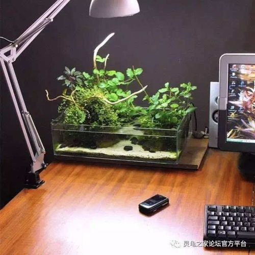 你那些闲置不用的瓶瓶罐罐和旧鱼缸,都用来干嘛了?