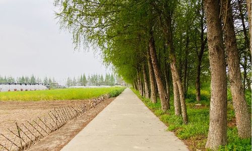 防风林