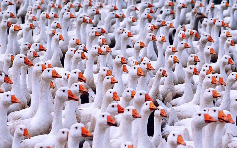 ctps.cn-- 鹅 长白人 鹅群