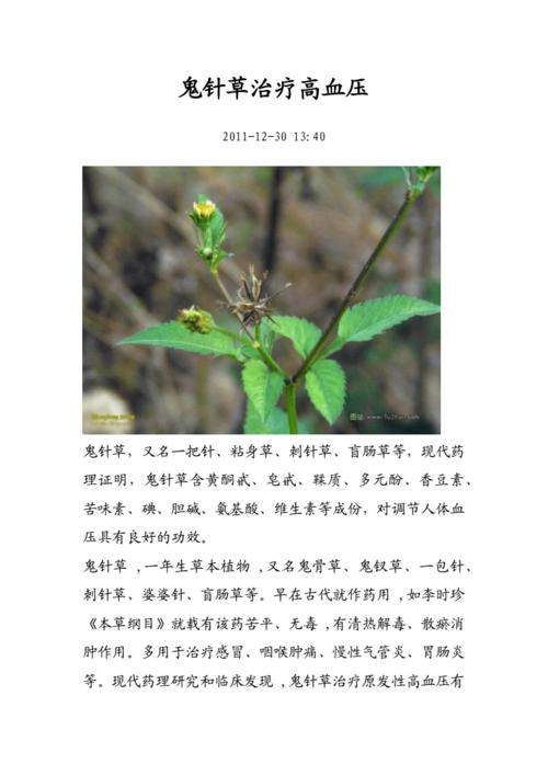 鬼针草治疗高血.docx