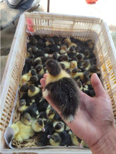 三明番鸭苗批发,泉州m18鸭苗批发,龙岩黑番鸭苗批发 一点黑鸭苗