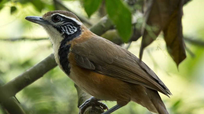 公画眉鸟叫声是怎样的