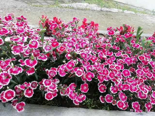 此种盆栽花卉,北方室外能过冬,南方四季都开花,院子阳台都适宜