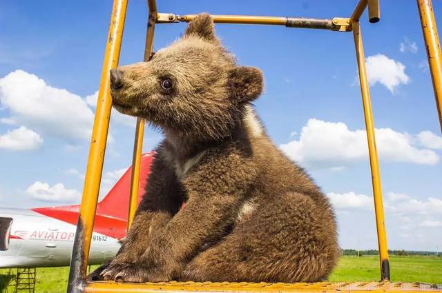 亲手养大的3岁熊bb被坏人骗走,俄罗斯飞行员气到哭:别怕,爸爸来了!
