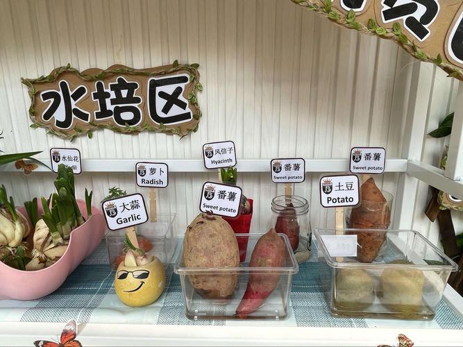 中四班"植物角"活动(第一辑)