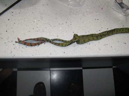 大家帮我看看这是什么蛇,当地人叫烂草蛇,重庆长寿湖发现的,要学名