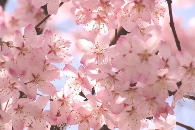 云上科普玉渊识樱