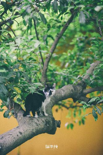 没有哪座寺院的猫像在西园寺里这般快活(多图)