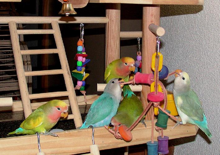 牡丹鹦鹉品种区分