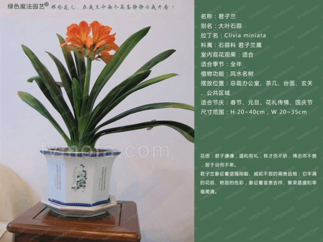 30种室内植物图片及详细资料
