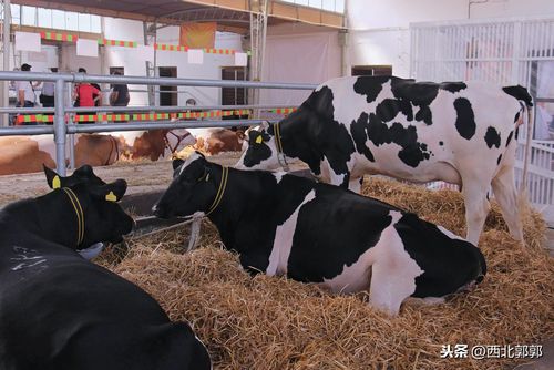 奶牛养殖场(离我最近的养牛场)