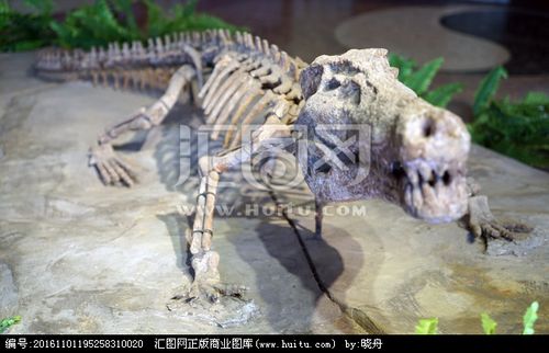 [正版商业] 恐龙化石
