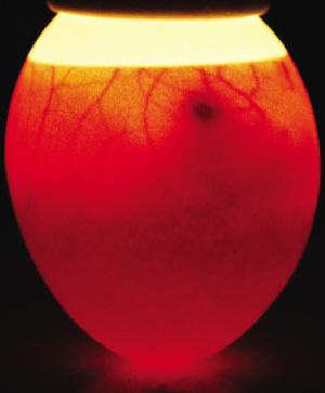 请问一下朋友们,我的野鸡蛋孵了18天了还是这样的蛋,能孵出小鸡吗?