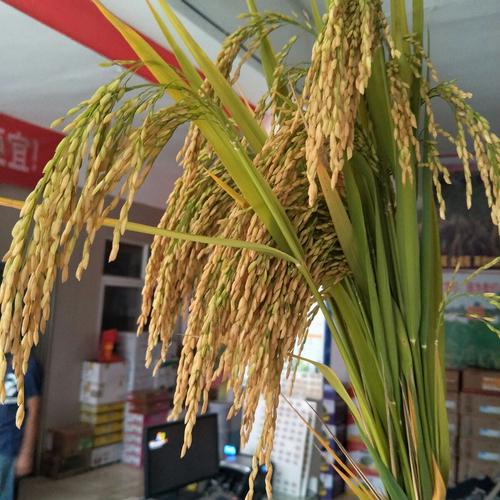 晶中王稻——晶两优1237