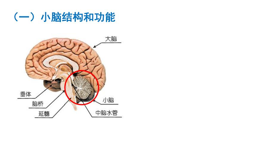 69小脑对躯体运动的调控pdf10页