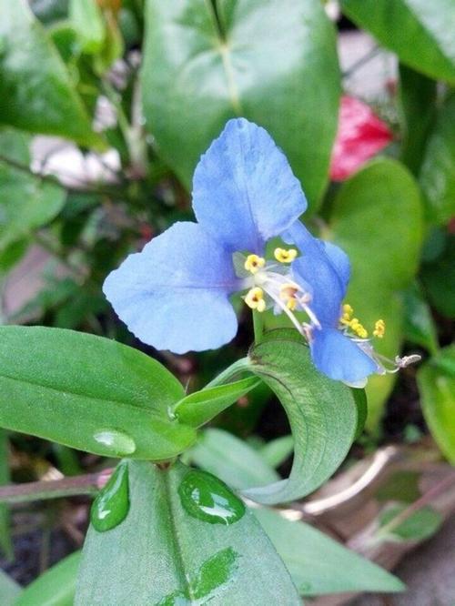 鸭跖草