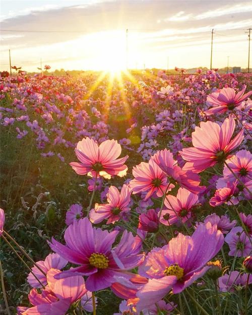 欣欣向荣百花争艳