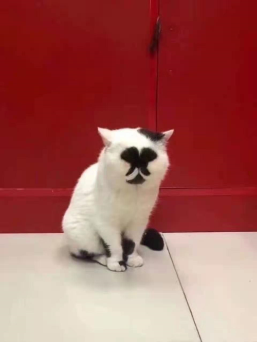 差点以为正脸是个猫屁股!