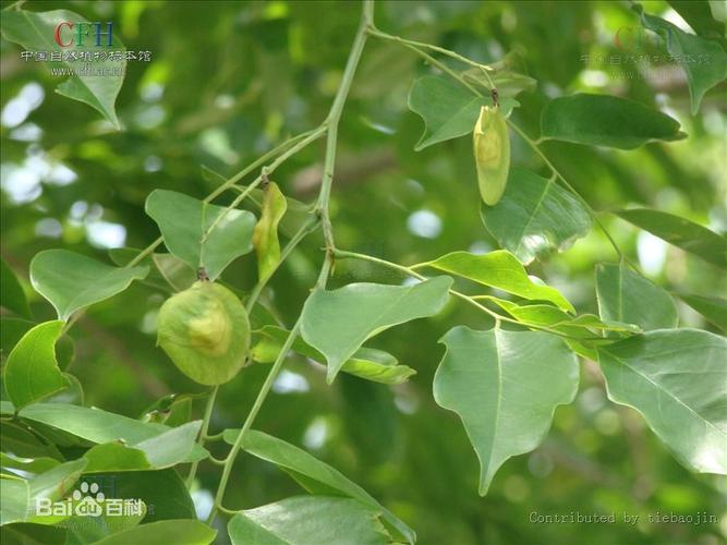 紫檀树叶长什么样子?