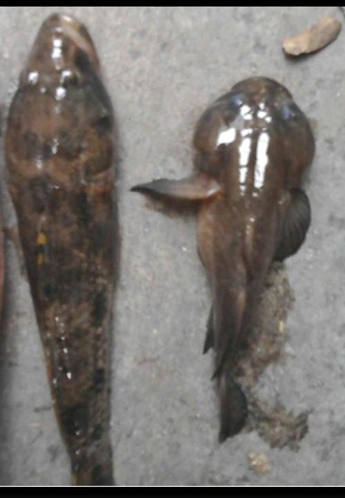 我们土话叫九母鱼或狗母鱼.