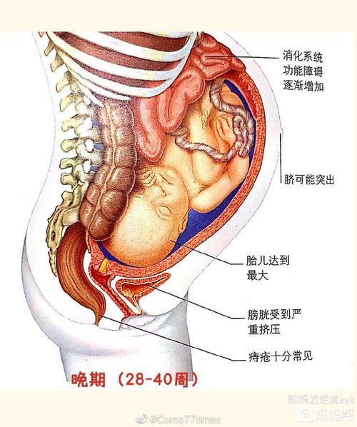 生育/孕期内脏的变化,妈妈很辛苦! - 2011年4月出生帮
