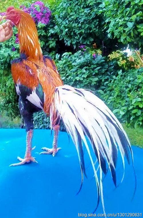 《泰国斗鸡》一曲清吟星渐隐,三番歌罢旭东升