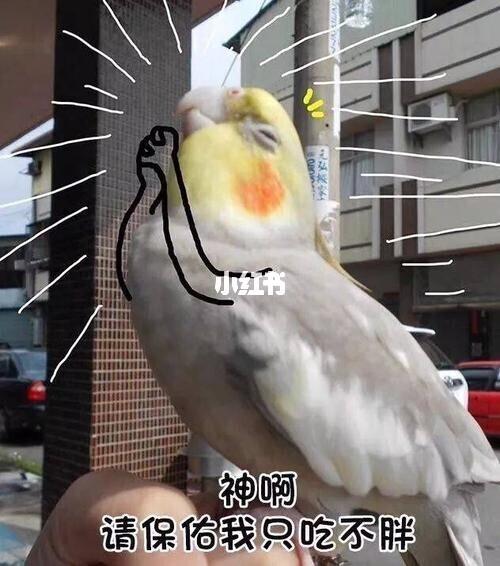鹦鹉q版图品种图_迪士尼怎么样_表情包_鹦鹉_素材_表情包