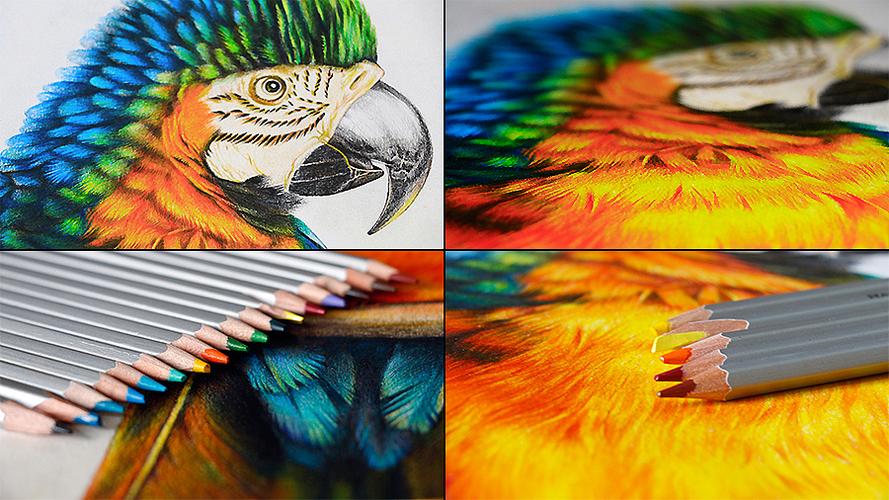 彩铅鹦鹉 手绘插画