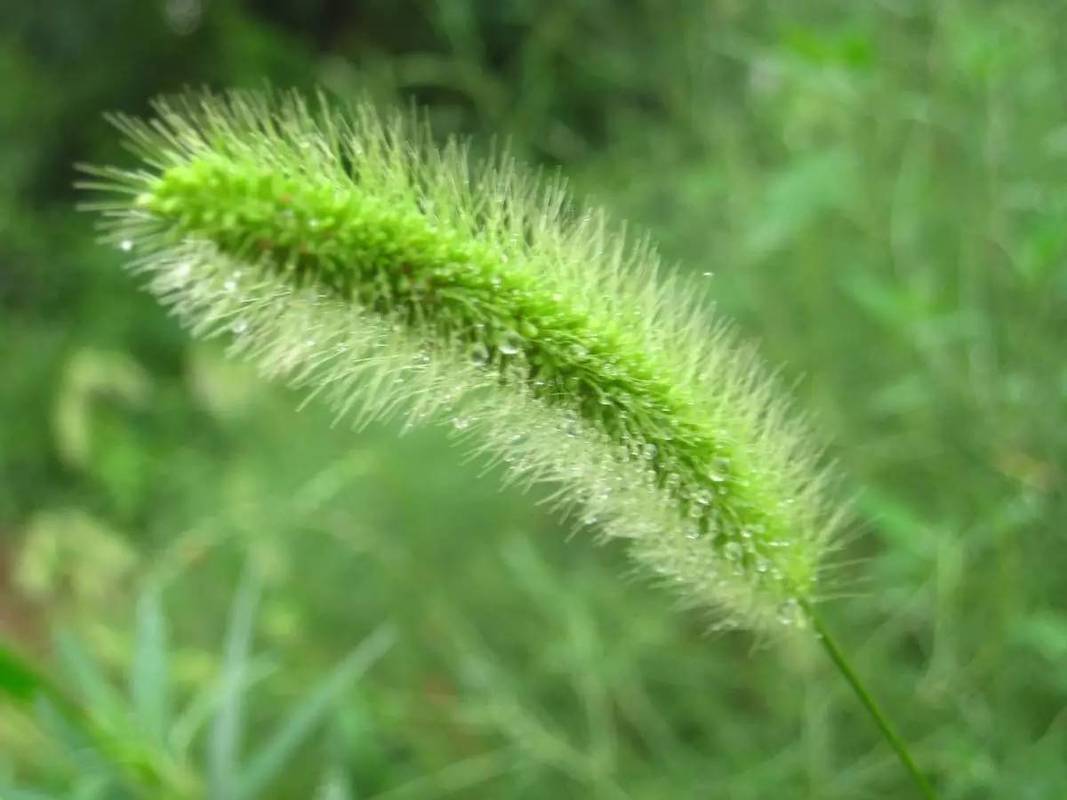 狗尾巴草这种狗尾巴草据说是小米的祖先,我们都知道农作物小米的果穗