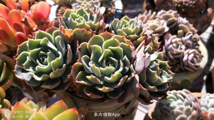 多肉植物app