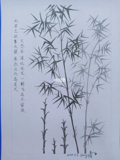 我的素描作品铅笔画《竹子图》_素描_铅笔画_夏天去哪