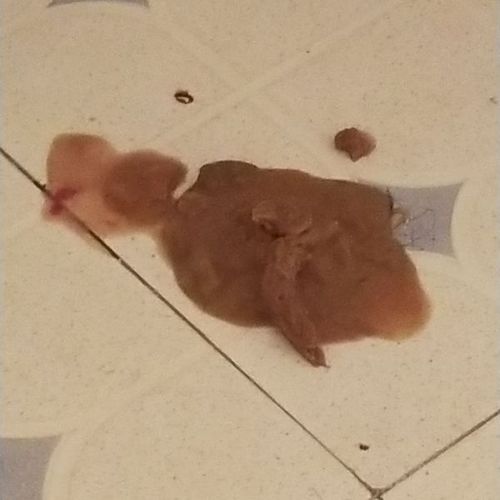 第二天活蹦乱跳有食欲了,但还在拉稀,没有呕吐症状.是不是细小?