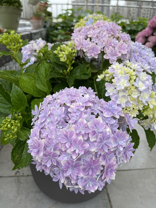 绣球万华镜_绣球_家居家装_家居装饰