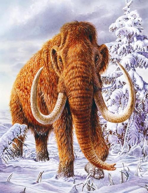 猛犸象,袋狼,桑给巴尔豹……它们为何消失?