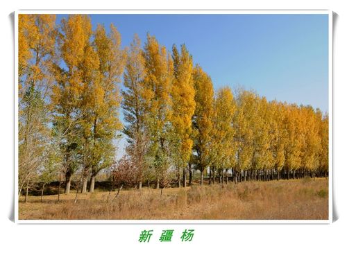 金秋新疆杨