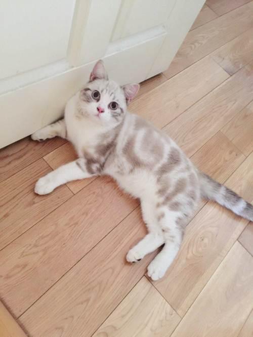 布偶奶茶色优质美短对外借配