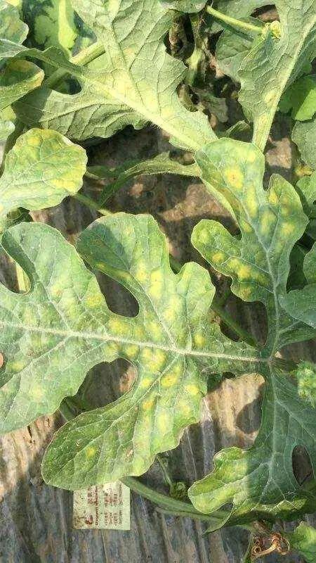 一大波西瓜病害图谱来袭看图识病不怕再认错了