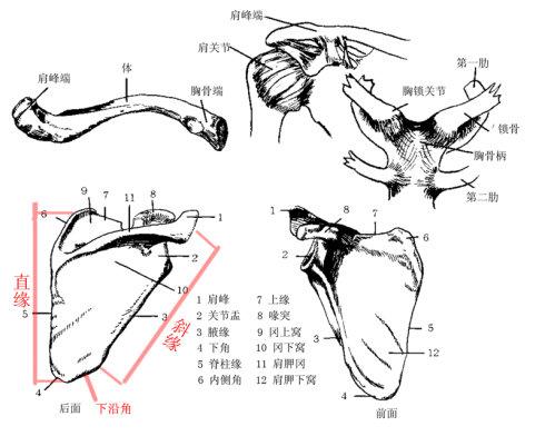 胸廓正面的第七根肋骨是上下范围内相对突出的肋骨,在胸廓上下部分