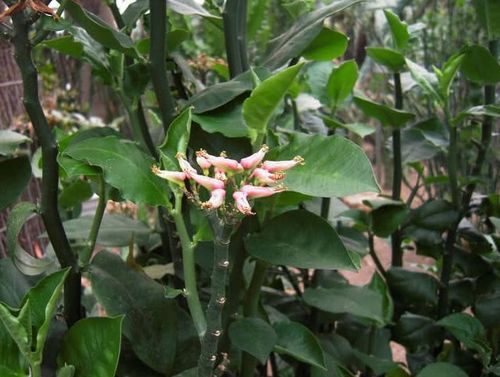 夏秋季开花的红雀珊瑚,花苞色彩亮艳,很适合布置书桌哦