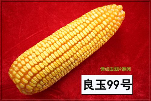 供应良玉99玉米种子