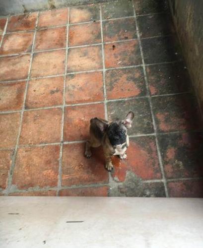 2只公法斗跟一只公比熊