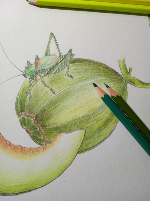 蝈蝈与甜瓜彩铅手绘