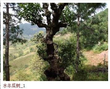 求水冬瓜树图片,百度百科