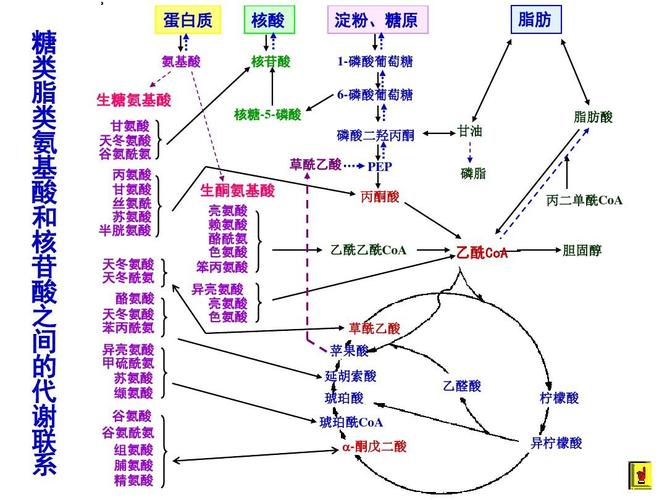 考研-物质代谢的联系及调节ppt  甘油 磷脂 丙二单酰coa 生酮氨基酸