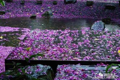 诗韵君:满天都是飞舞的落花,带着各自的伤感,在烟雨迷蒙的青楼里,我不