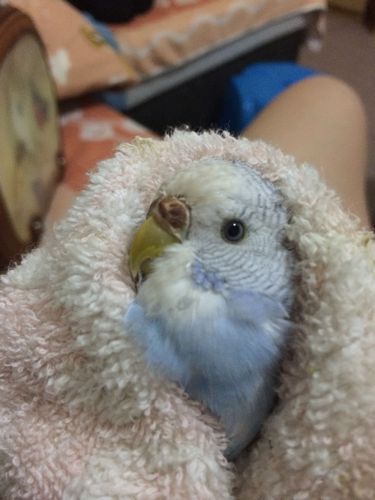 虎皮鹦鹉鼻子变棕色了 看上去老害怕了.有人说是发情了.