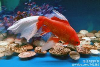 展开全部 长尾红草金