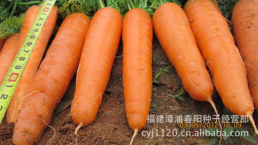 泷井交配瑞丽红胡萝卜种子日本最新杂交技术高产红芯市场性极佳