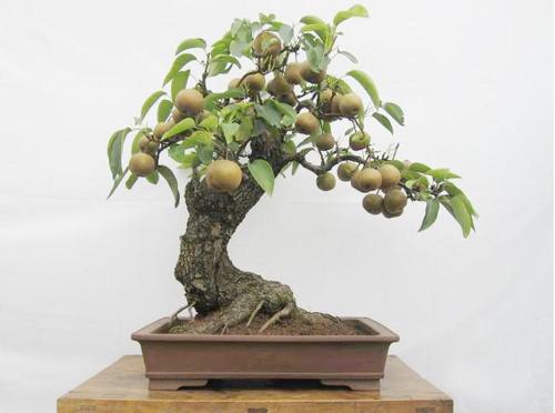 杭州艺林花卉梨树苗当年结果香梨果树苗南北方盆栽地栽当年结果梨树