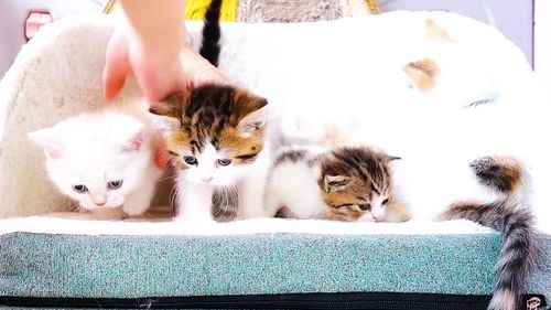 首发于李喜猫 写文章